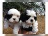 Puppies for sale Greece, Patra Shih Tzu