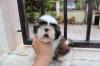 Puppies for sale Germany, Aachen Shih Tzu
