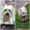 Puppies for sale Slovenia, Novi Sad, Zrenjanin West Highland White Terrier