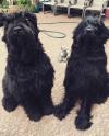 Puppies for sale Russia, Angarsk Black Russian Terrier