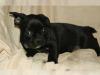 Puppies for sale Ireland, Dublin French Bulldog