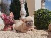 Puppies for sale Bulgaria, Plovdiv French Bulldog