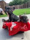 Puppies for sale Cyprus, Larnaca French Bulldog