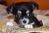 Puppies for sale Netherlands, Arnhem Chihuahua