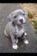 Puppies for sale Cyprus, Limassol, kyrenia Papillon and Phalene, pitbull