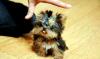 Puppies for sale Germany, Wuppertal Yorkshire Terrier