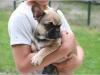 Puppies for sale Spain, Alicante French Bulldog