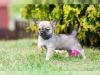 Puppies for sale Austria, Linz Chihuahua