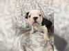 Puppies for sale Malta, Valletta French Bulldog