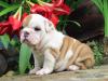 Puppies for sale Spain, Badajoz English Bulldog