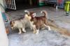 Puppies for sale Germany, Berlin Haski