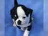 Puppies for sale Germany, Berlin Chihuahua