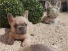 Puppies for sale Hungary, Gyor French Bulldog