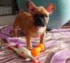 Puppies for sale Austria, Graz French Bulldog