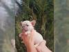 Puppies for sale Germany, Aihvald French Bulldog