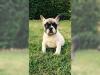 Puppies for sale Lithuania, Anykshiai French Bulldog