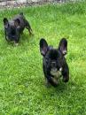 Puppies for sale Cyprus, Nicosia French Bulldog