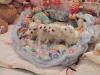 Puppies for sale Spain, Barcelona Landsir