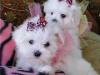 Puppies for sale Cyprus, Protaras, larcana Maltese