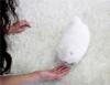 Puppies for sale United Kingdom, Birmingham Pomeranian Spitz
