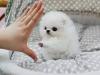 Puppies for sale Kyrgyzstan, Osh Pomeranian Spitz