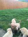 Puppies for sale Germany, Berlin Labrador