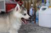 Puppies for sale Hungary, Gyor Haski
