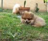 Puppies for sale Slovenia, Novi Sad, Zrenjanin Pomeranian Spitz