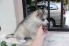 Puppies for sale Germany, Aihvald Haski