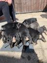 Puppies for sale Sweden, Esbjerg French Bulldog