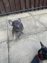 Puppies for sale Spain, Madrid French Bulldog