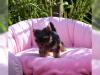 Puppies for sale Bulgaria, Rousse Tosa-inu