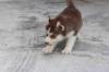 Puppies for sale Bulgaria, Pleven Haski