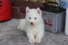 Puppies for sale Austria, Linz Haski