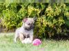 Puppies for sale Germany, Aihvald Chihuahua