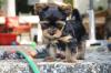 Puppies for sale Austria, Linz Yorkshire Terrier