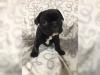 Puppies for sale Luxembourg, Luxembourg French Bulldog