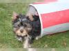 Puppies for sale Lithuania, Birstonas Yorkshire Terrier