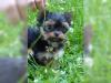 Puppies for sale Czech Republic, Banska Bystrica Yorkshire Terrier