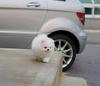 Puppies for sale France, Lille Pomeranian Spitz