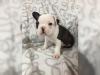 Puppies for sale Malta, Valletta French Bulldog