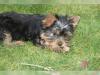 Puppies for sale Denmark, Aalborg Yorkshire Terrier