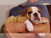 Puppies for sale Cyprus, Ayia Napa English Bulldog