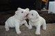 Puppies for sale France, Antibes French Bulldog