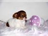 Puppies for sale Belarus, Gomel Chihuahua