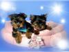 Puppies for sale France, Bourges Yorkshire Terrier