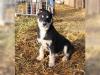 Puppies for sale Ireland, Cork Haski