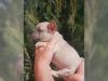 Puppies for sale Spain, Barcelona French Bulldog