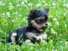 Puppies for sale Estonia, Narva Yorkshire Terrier