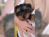 Puppies for sale Germany, Berlin Yorkshire Terrier